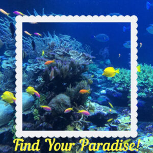 Find Your Paradise - Reef